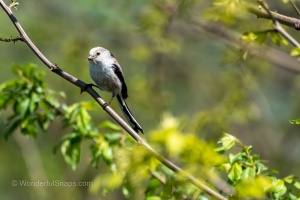 Jaroslavice Birds
