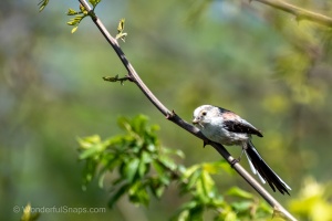 Jaroslavice Birds