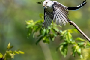 Jaroslavice Birds
