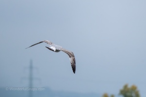 Wild Birds of the Nove Mlyny Reservoir and Lednice Park