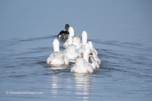 Wings Over Water