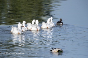 Wings Over Water