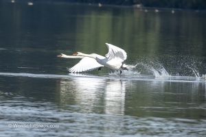 Wings Over Water
