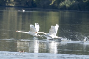 Wings Over Water