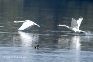 Wings Over Water