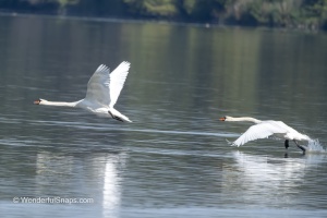 Wings Over Water