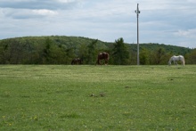 Gazing horses and sleeping ducks