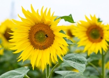 Sunflowers in the field
