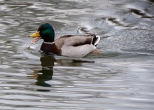 Ducks of Mercandinovy sady