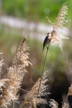 Jaroslavice Birds