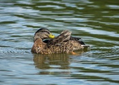 City wild ducks