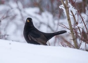 Blackbird