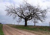 Landscape with a tree