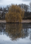 Namest nad Oslavou deer-park