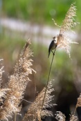 Jaroslavice Birds
